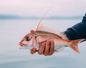 Fresh fish expertise - M&W Europe sustainable sourcing